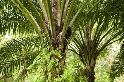 Briefing: Sustainable sourcing - Change on palm oil too slow for some