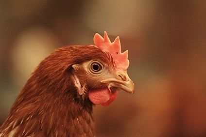 Tyson, Sanderson, Pilgrim's feature in US poultry lawsuit