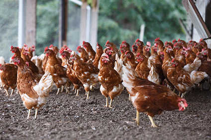TPG Capital preparing to float Australian poultry group Inghams 