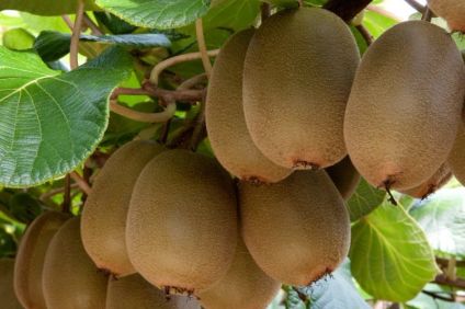 New Zealand's T&G sells kiwifruit assets to local peer Seeka