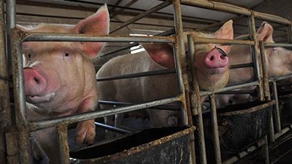 UK warned of potential mass pig cull, pork product shortage