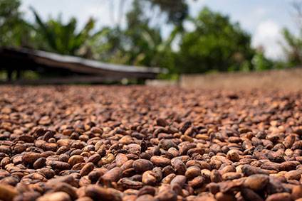 Cocoa partnership puts aside failures with bold new aims on child labour
