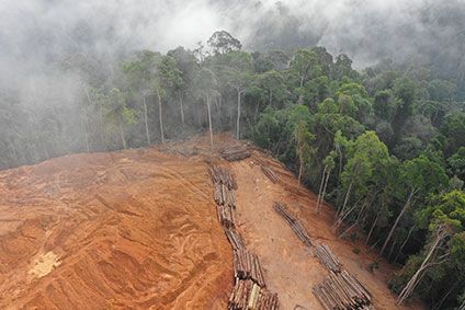 Why new industry deforestation coalition could be positive move