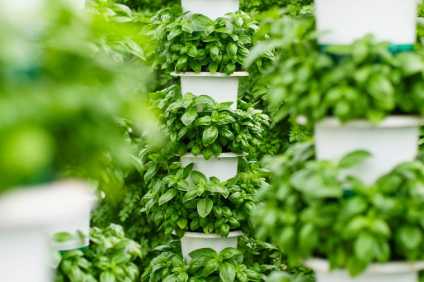 Saturn Bioponics to build vertical farms in Oman, Italy