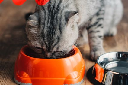What trends are shaping the US pet-food market?
