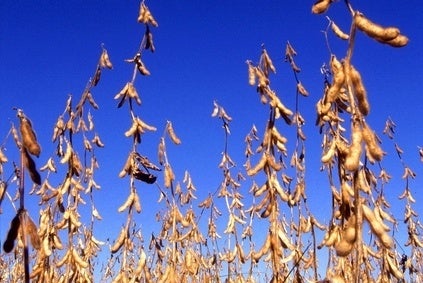 USDA developing GMO-free verification scheme