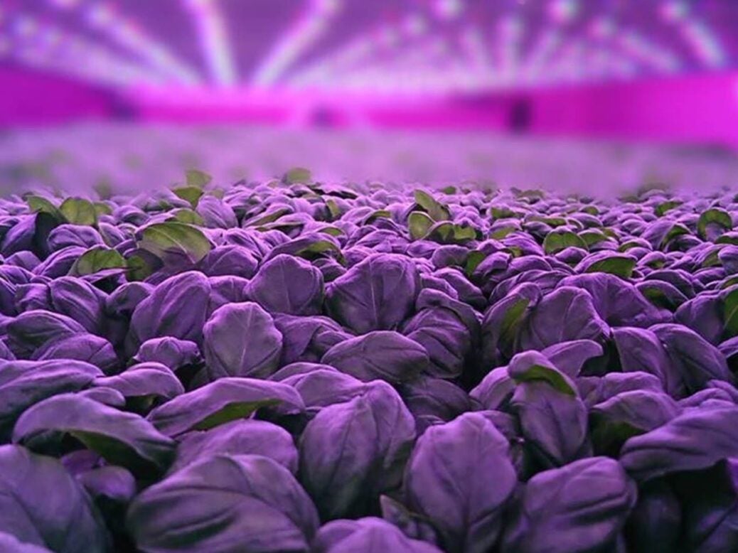 Intelligent Growth Solutions' basil in trays