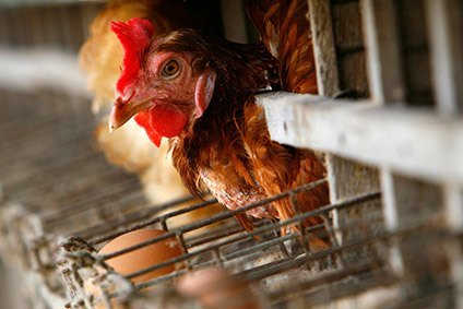 Russia tightens food embargo with poultry imports ban