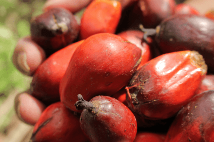 Infofood touts palm oil performance as profits rise