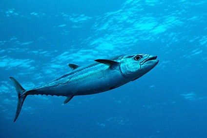 Brazil pole-and-line skipjack tuna