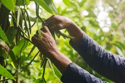 Mars, Danone set out to boost Madagascar vanilla quality