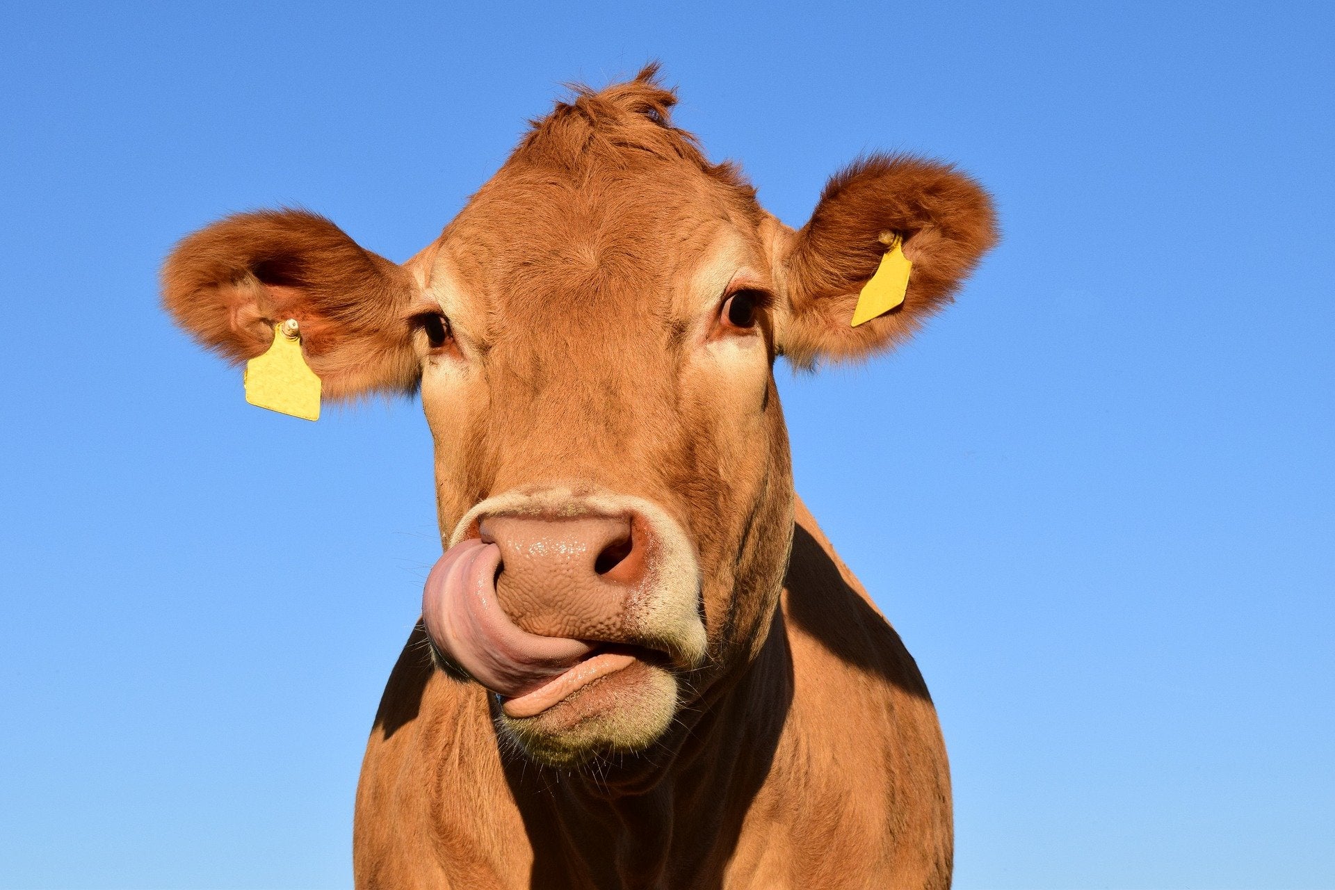 Animal-free dairy start-up Remilk secures new funding