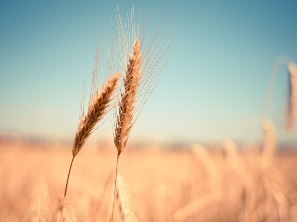 Ear of wheat in field