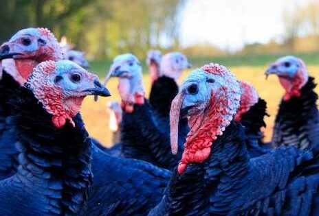 French poultry group LDC enters UK with Capestone deal
