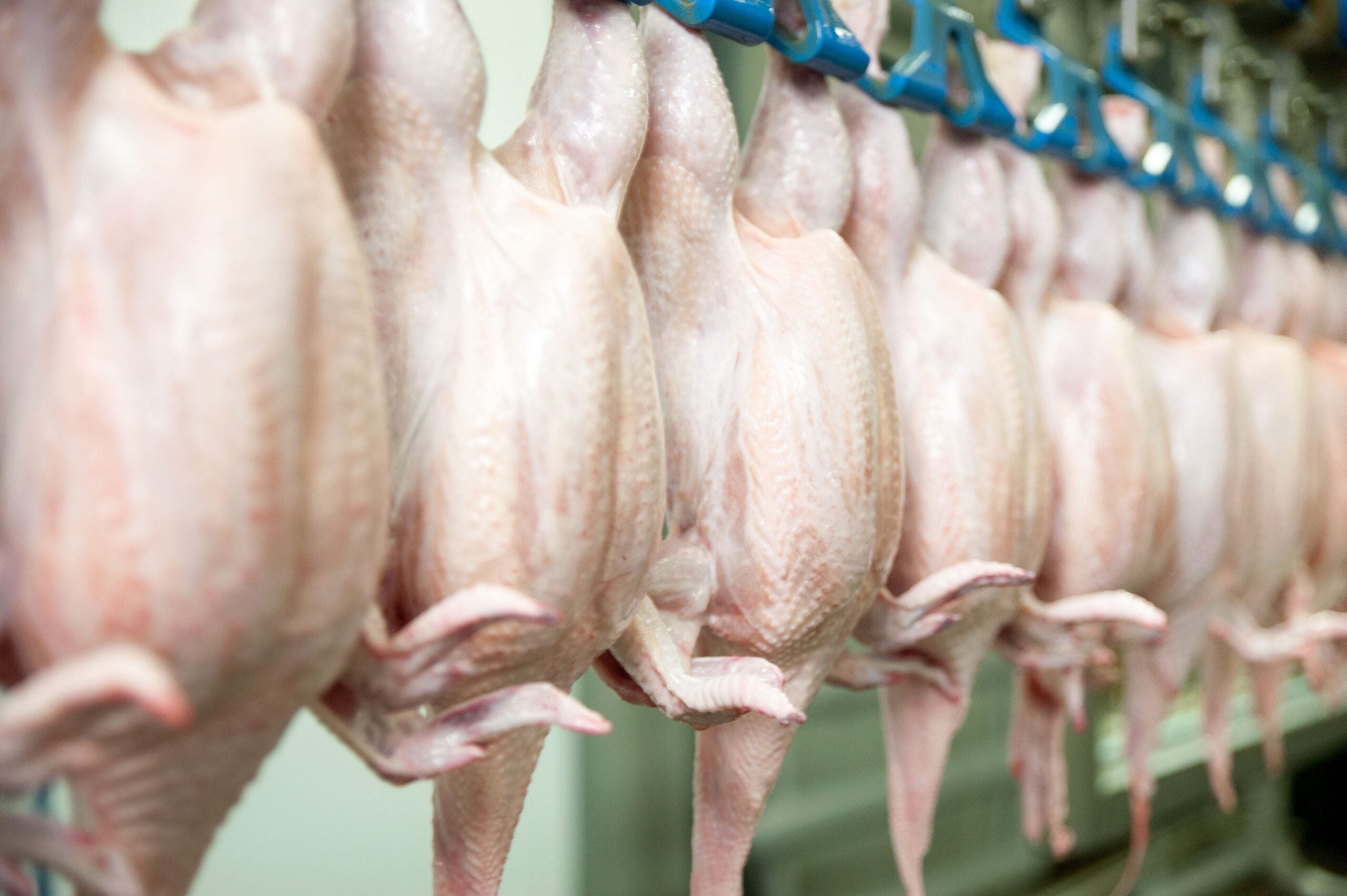 Куры живым весом. Производители куриного мяса. Производители курятины. Мясная продуктивность птицы. Производство мяса птицы.
