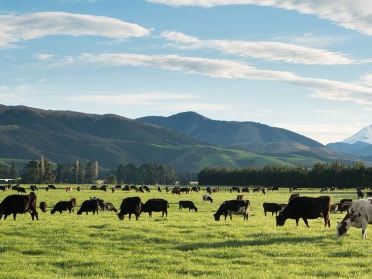 Cows grazing in New Zealand