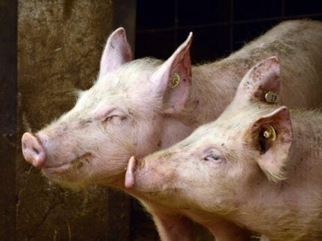 Danish Crown to cut jobs as Ukraine conflict impacts pig farmer costs