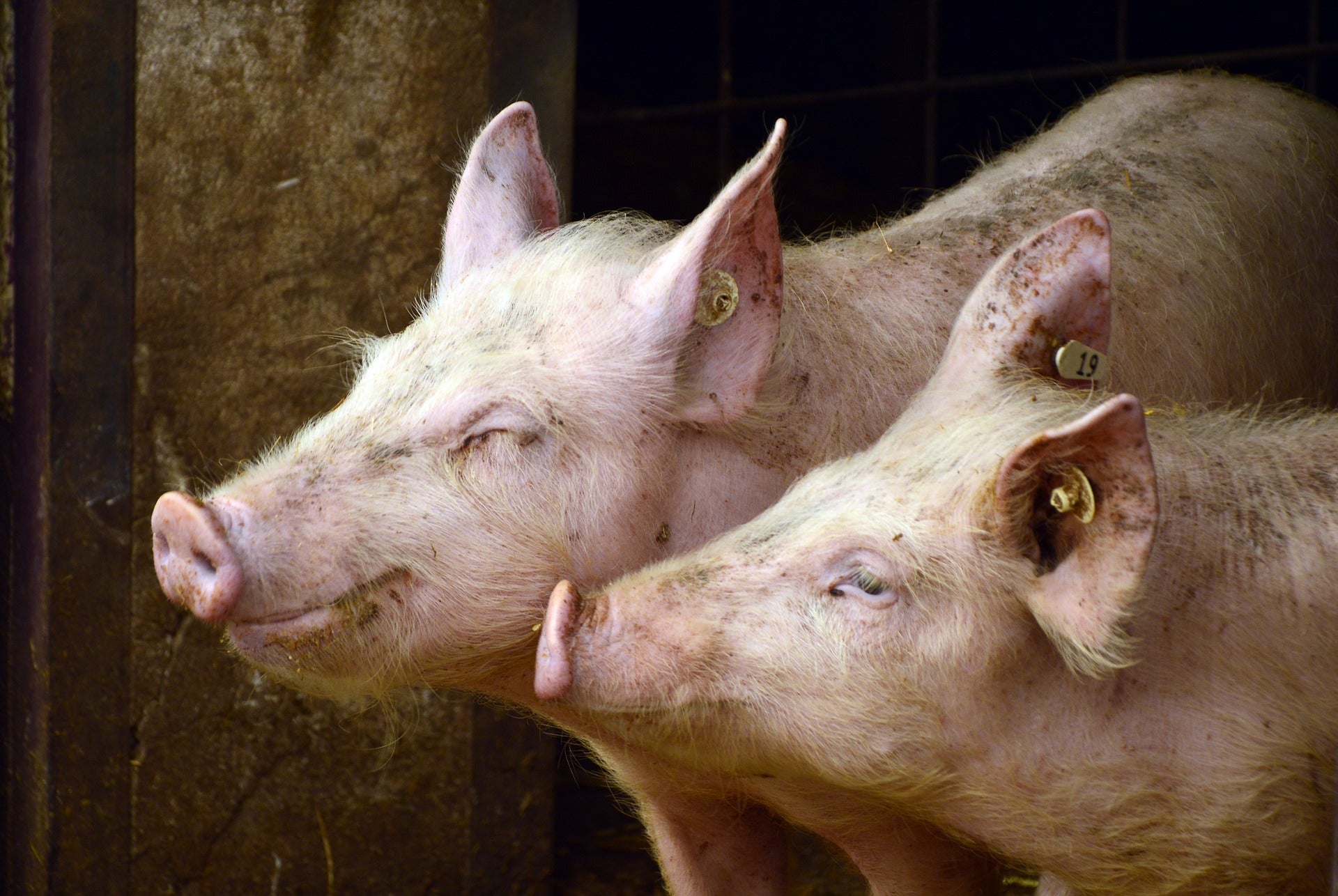 Danish Crown to cut jobs as Ukraine conflict impacts pig farmer costs