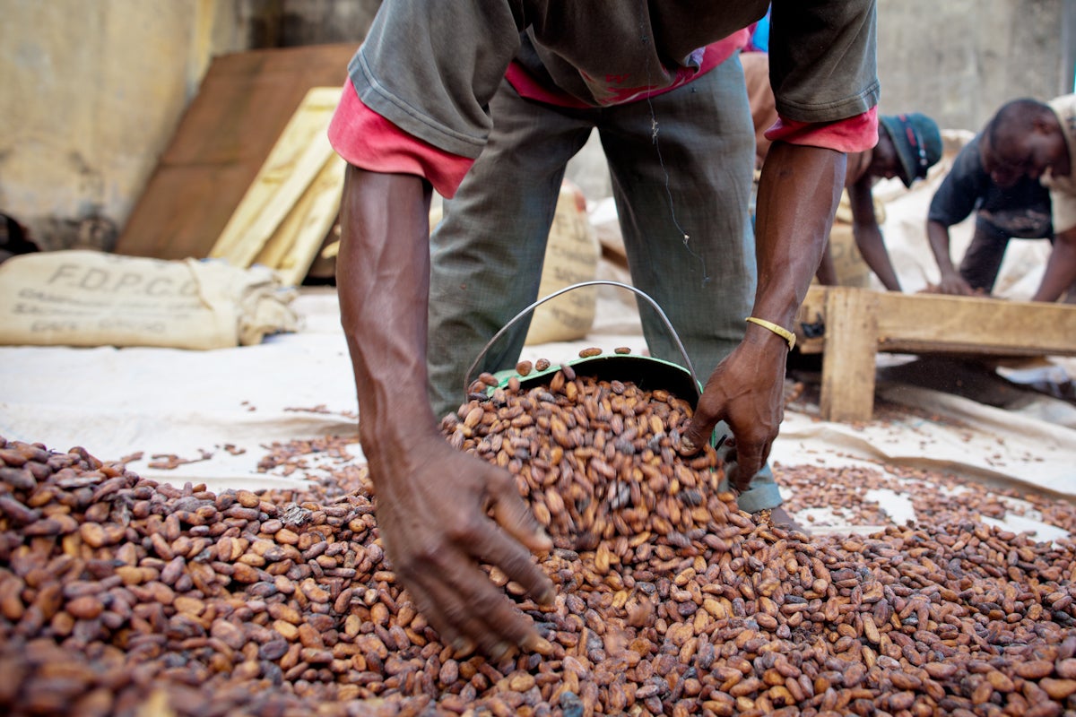 Nestlé offers cash incentives to cocoa growers in bid to tackle child labour