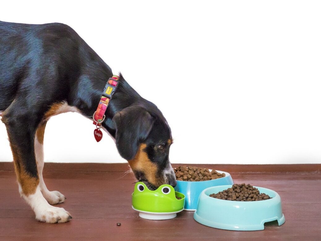 Dog eating pet food