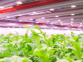 GrowUp Farms receives millions in funding to scale UK vertical farms