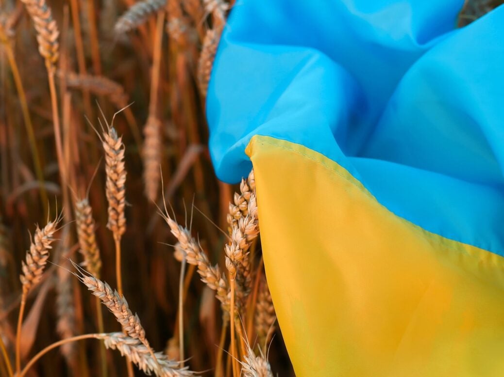 The flag of Ukraine lays wheat