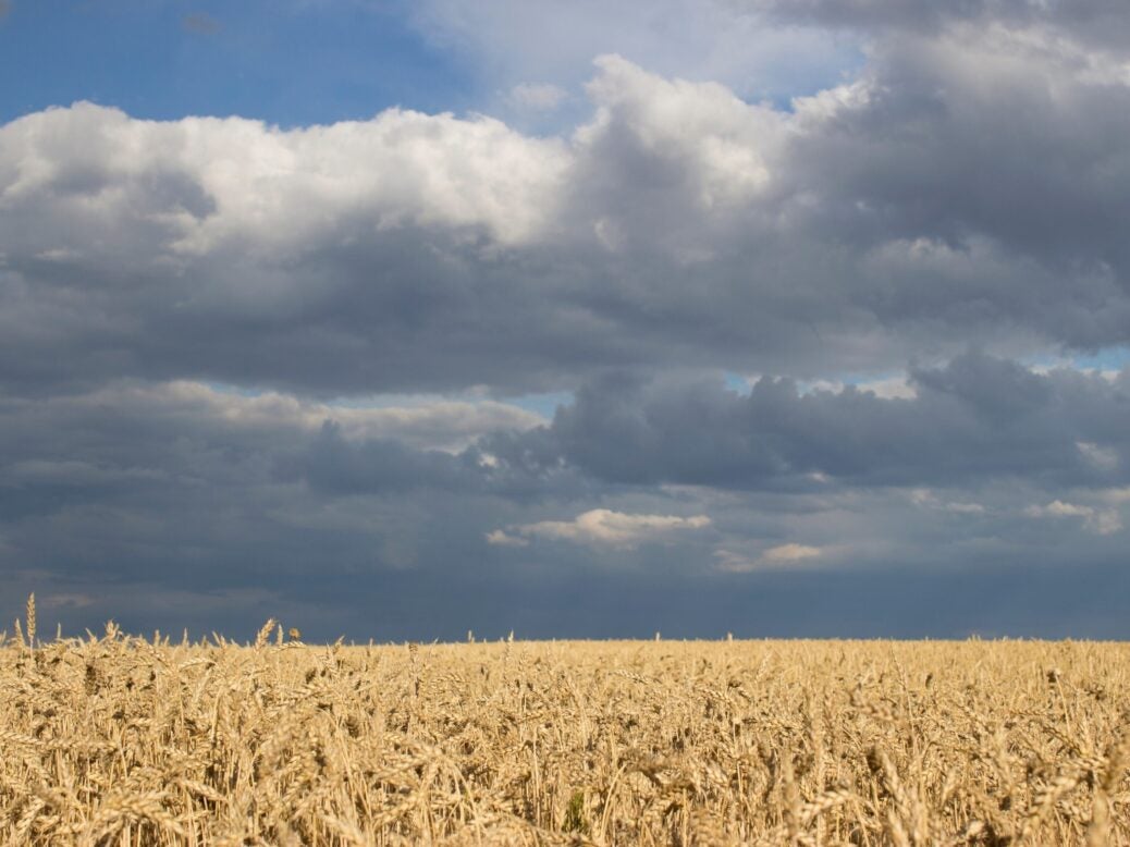 Field of wheat in Ukraine