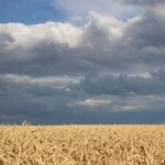 What impact might Russia’s Ukraine invasion have on wheat prices?