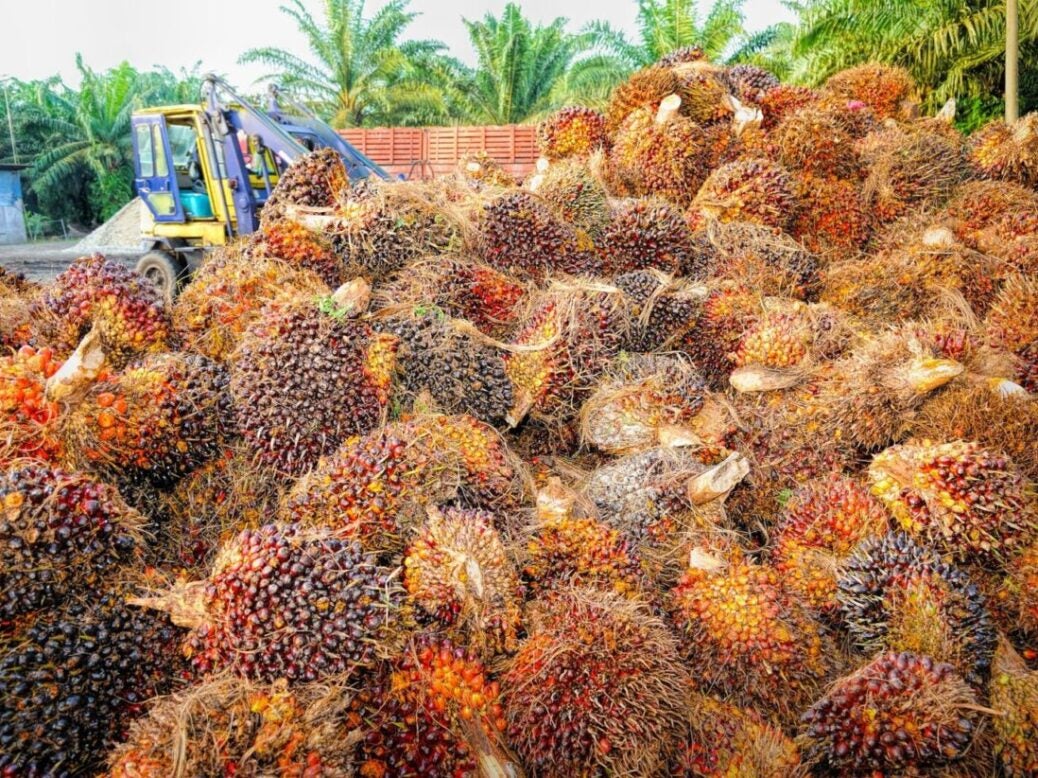 Stack of palm oil fruit