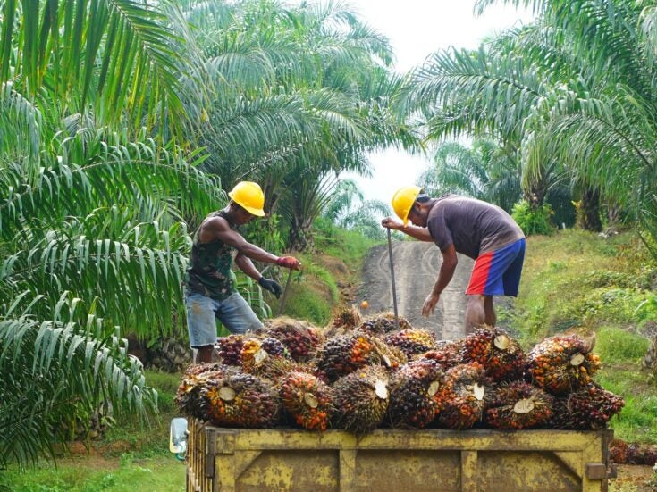 Indonesia palm oil export ban may be partial