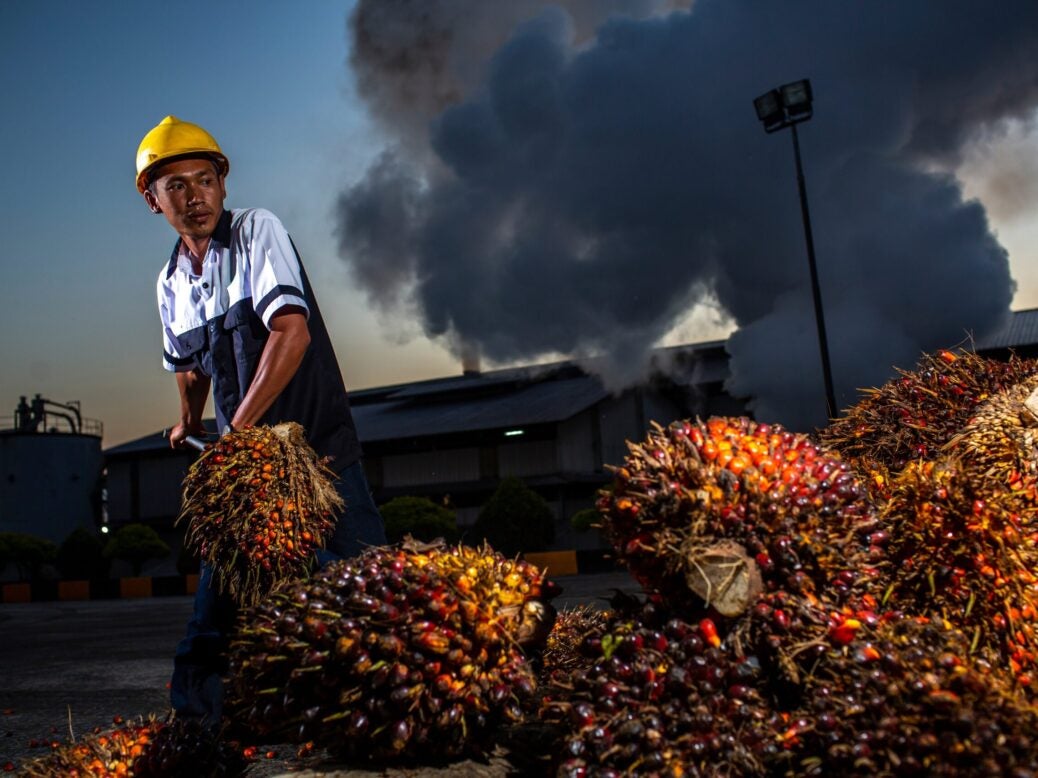 A man at a palm oil processing factory is tidying up palm fruit for further processing, Kalimantan, Indonesia, 30 April 2018