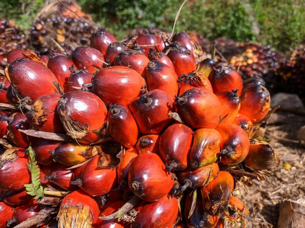 Palm-oil fruit