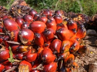 Indonesia ends palm-oil export ban