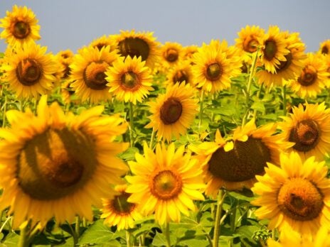 Food manufacturers to feel heat from Ukraine war’s impact on sunflower oil trade