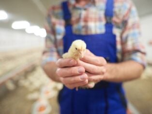 Biden tables new rules for chicken farmers’ contracts, pledges more processing cash