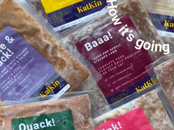 D2C fresh cat food start-up KatKin wins new private-equity financing