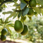 Costa Group CEO Sean Hallahan departs Australia fruit grower