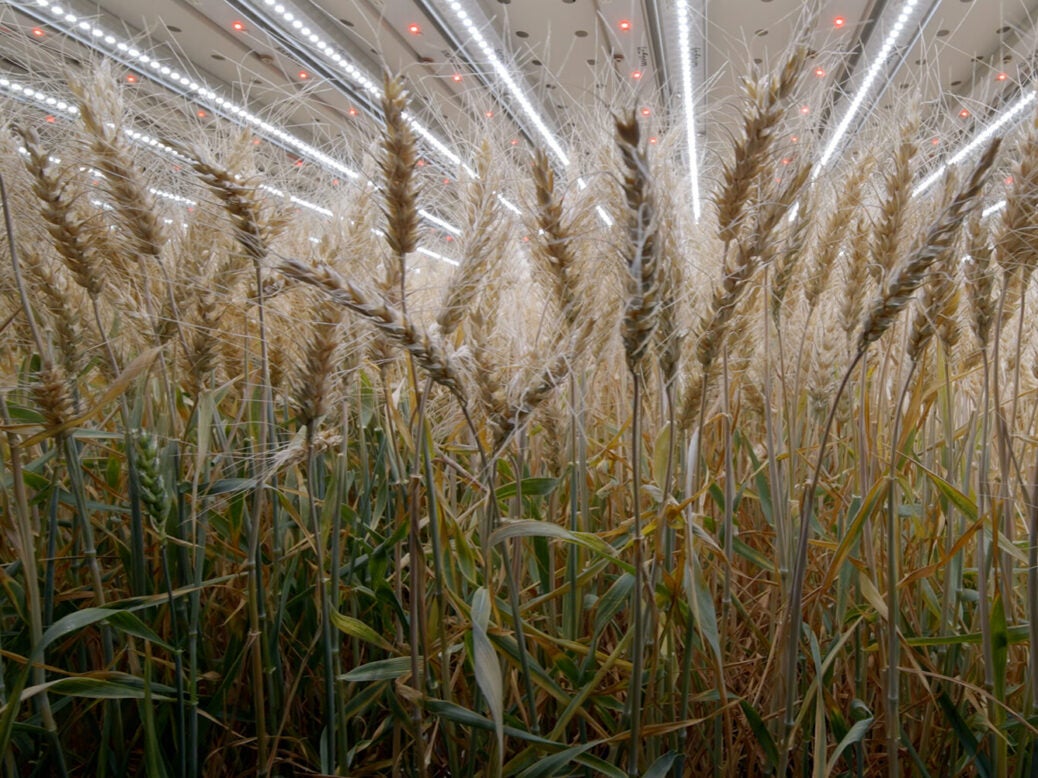 Infarm's indoor wheat trial