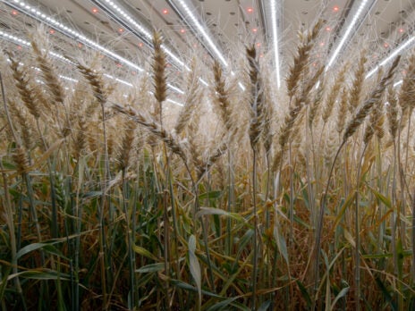 COP27 – Infarm seeks support to commercialise indoor-grown wheat