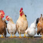 Moy Park U-turns on UK chicken plant closure