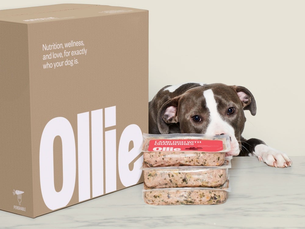 A delivery cardboard box with packets of pet food and a dog eyeing them up