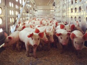 Lots of pigs wait in a holding pen