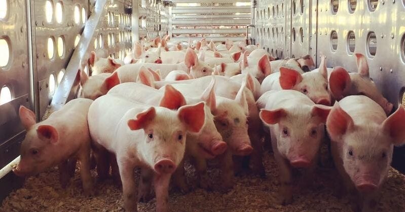 JBS acquires TriOak Foods, US pork supplier - Vimarsana News
