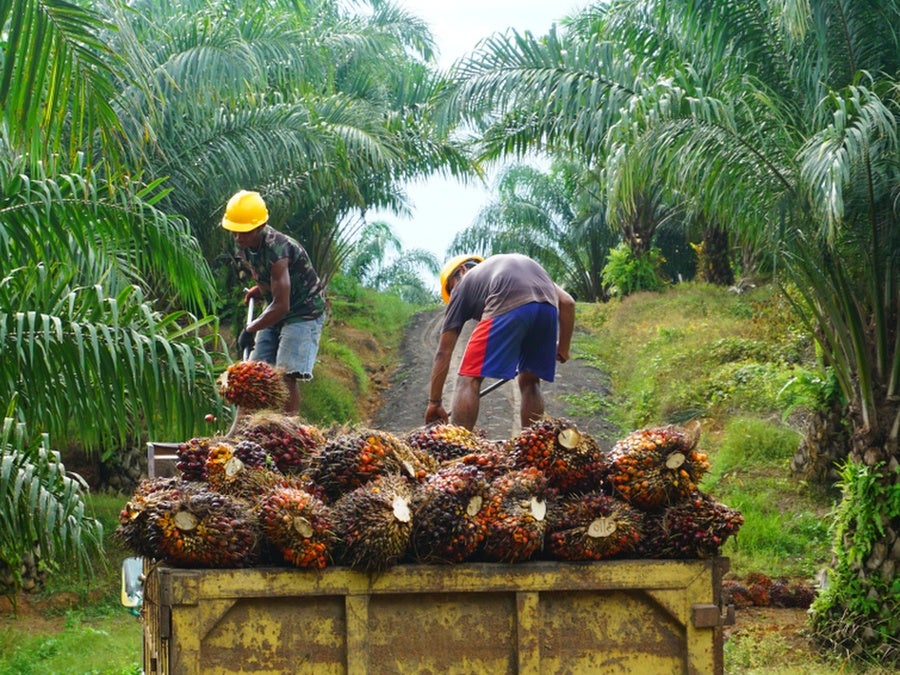 PepsiCo berhenti memasok minyak sawit dari perusahaan Indonesia Friesland