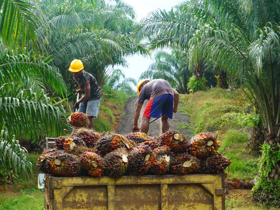 Pemasok minyak sawit Astra Agro Lestari kembali mendapat kritik