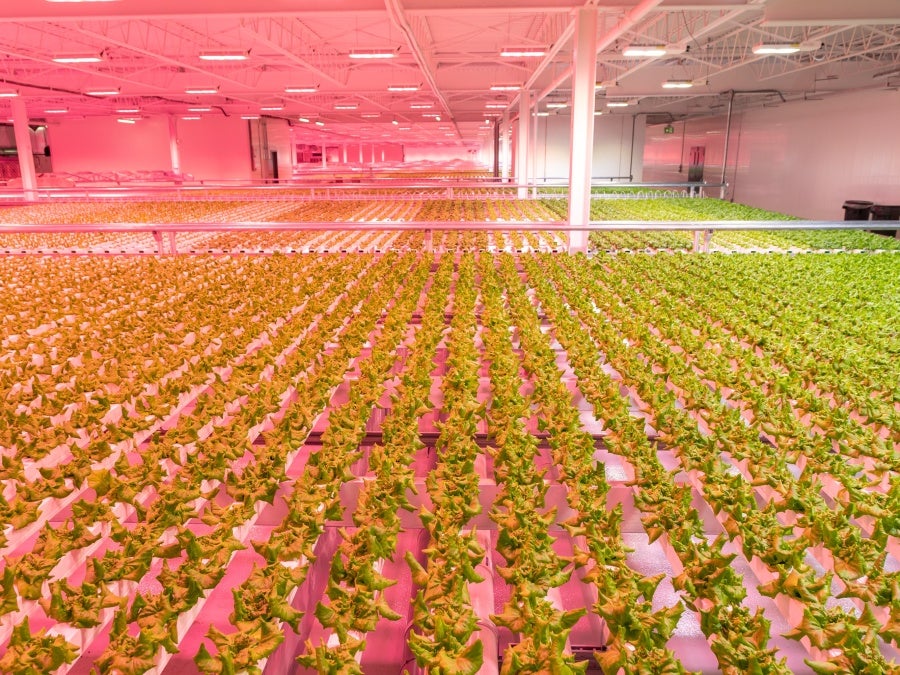 Lufa Indoor farm in Canada