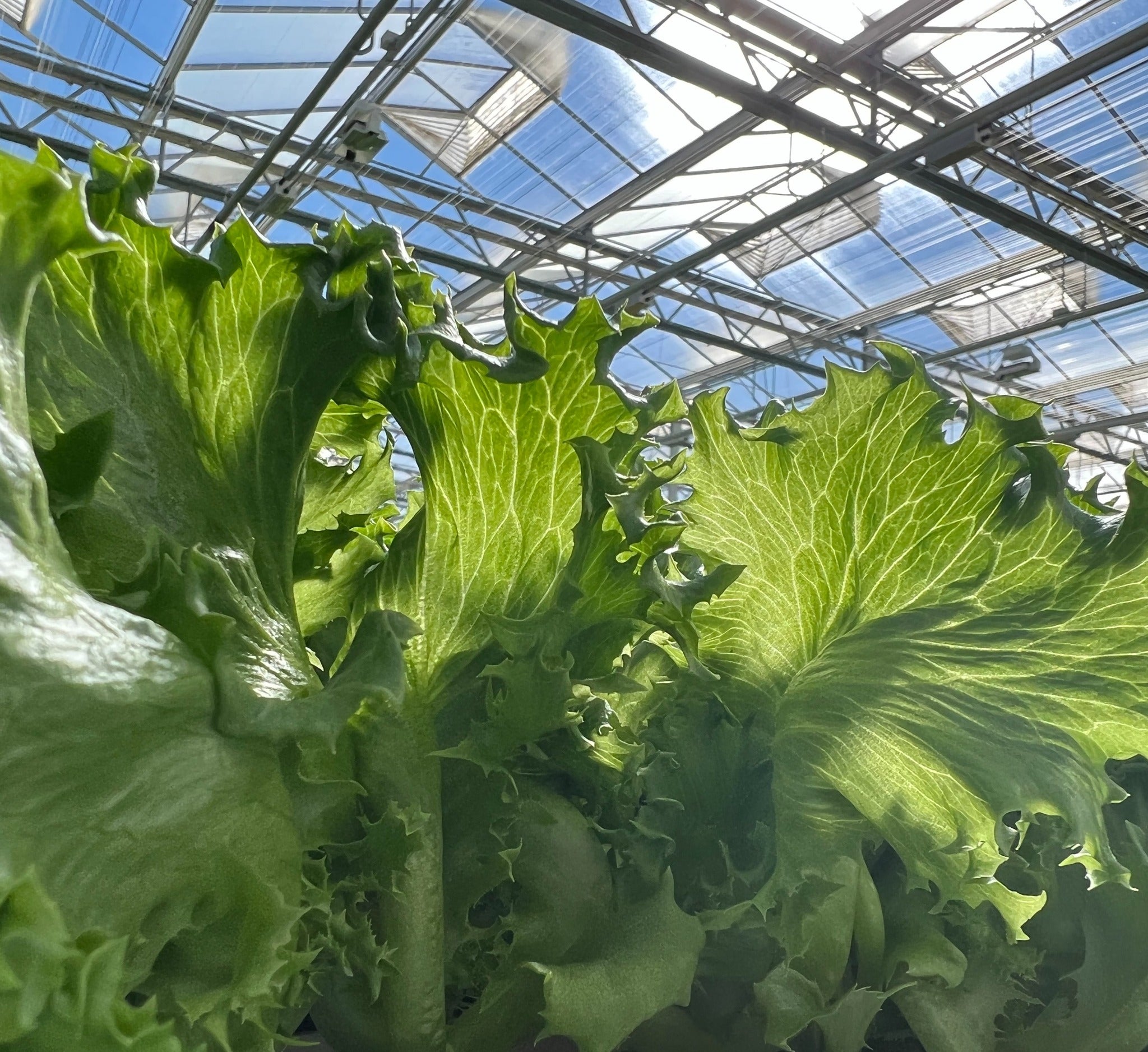 Little Leaf Farms to Break $100M in Retail Sales in 2023; Paul Sellew  Comments