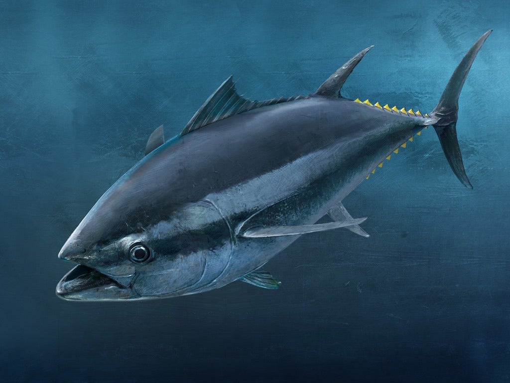 Gone fishing: solutions for the tuna trade