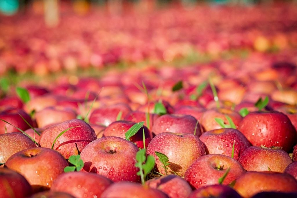 Batch of Italian apples