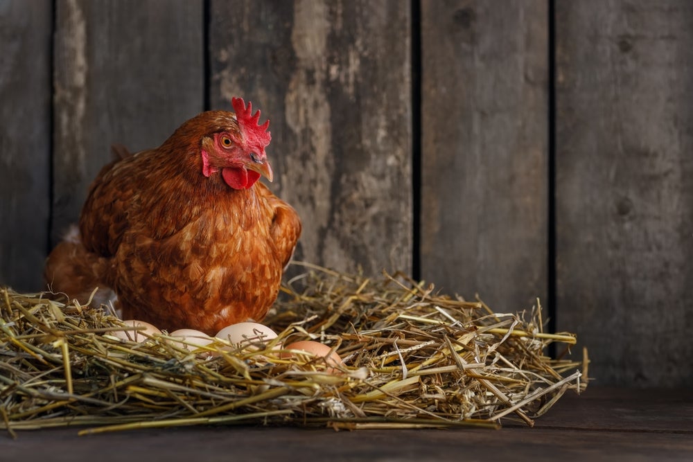 UK government plans to phase out cage systems for egg laying hens
